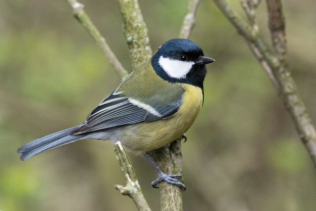 2011_02_24_Hjartdal (14)e, The Great Tit (Parus major) is a…