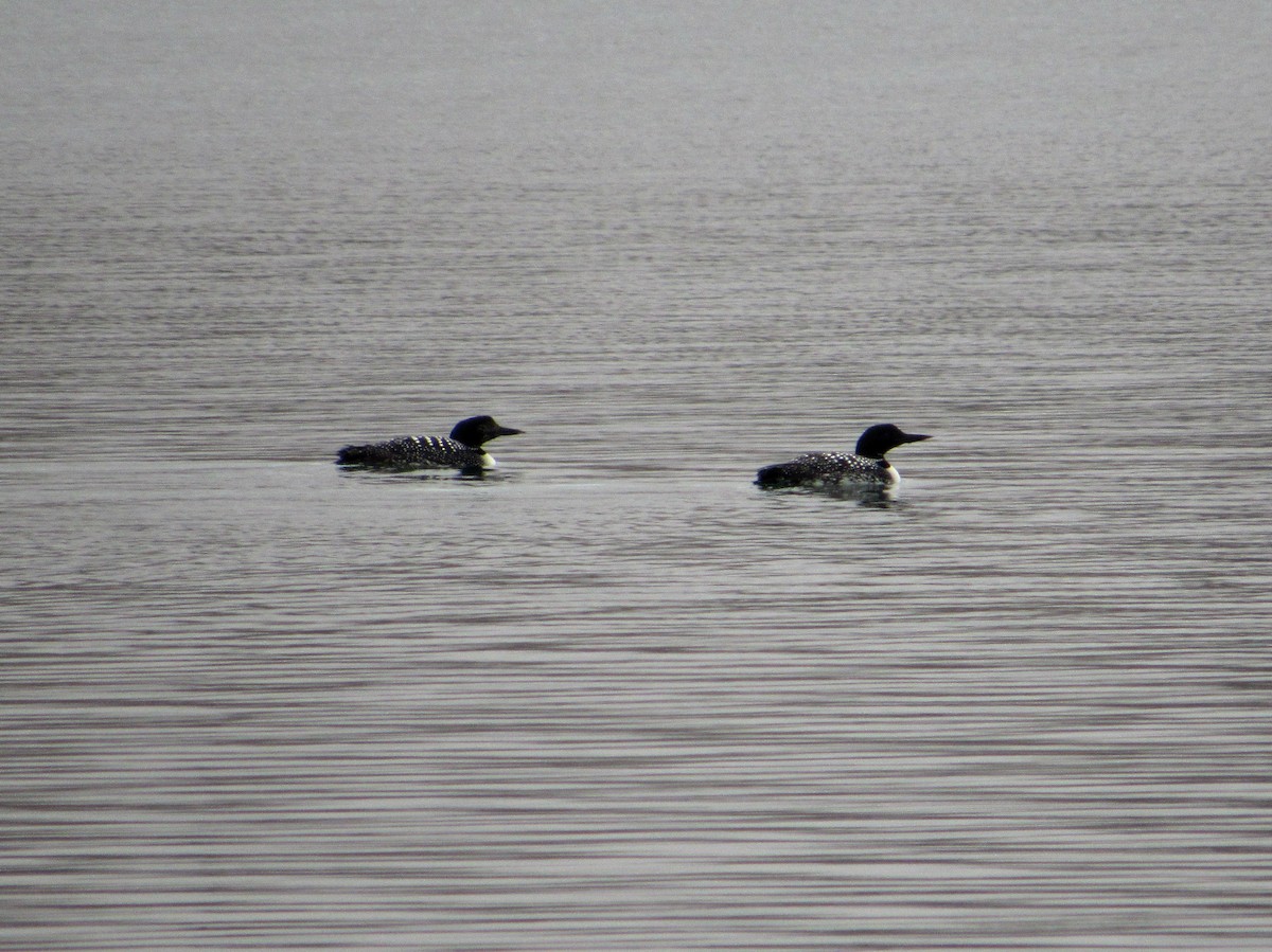 Common Loon - Debbie and Mark Raven
