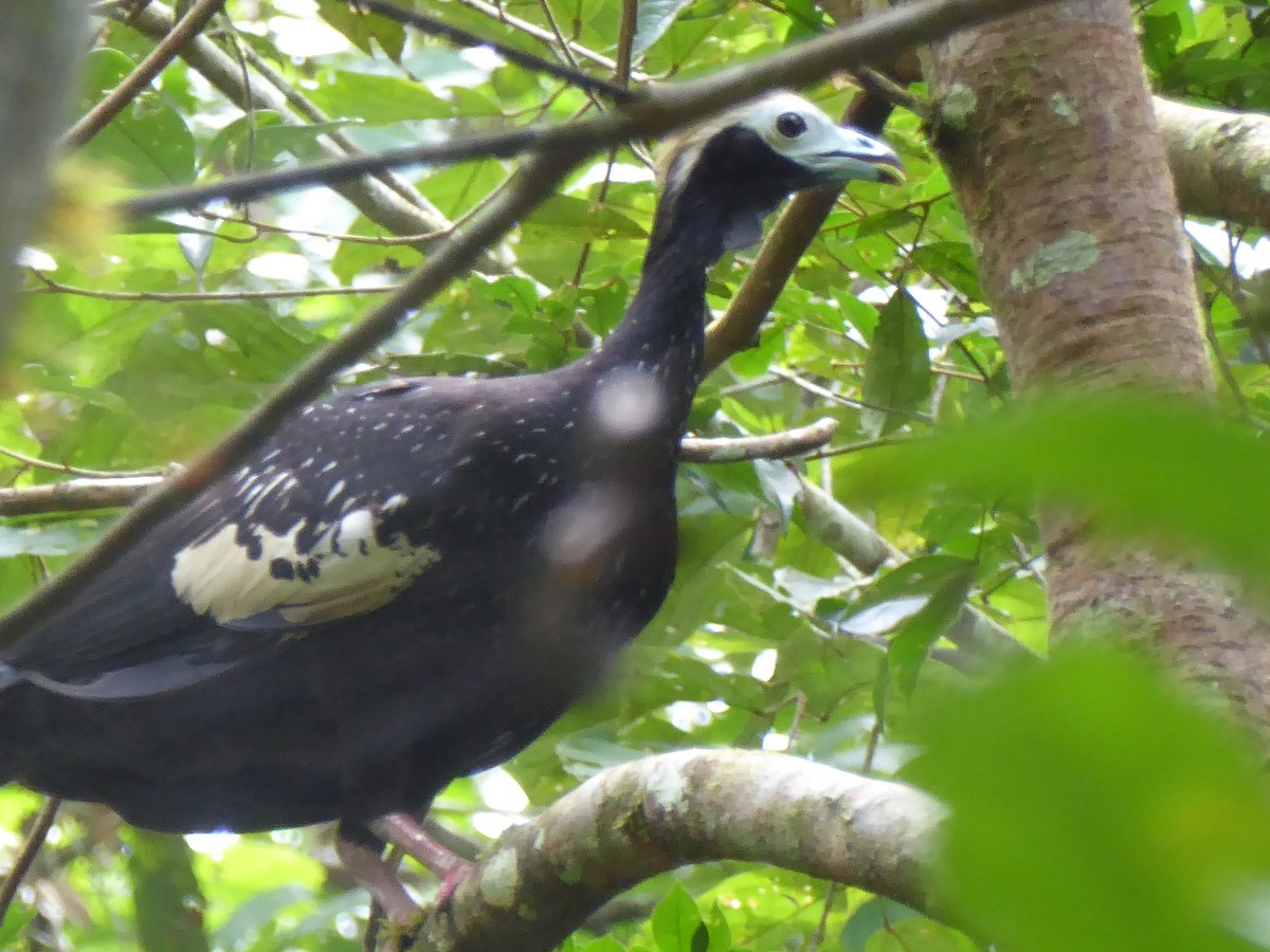 Blue-throated Piping-Guan - ML146577791
