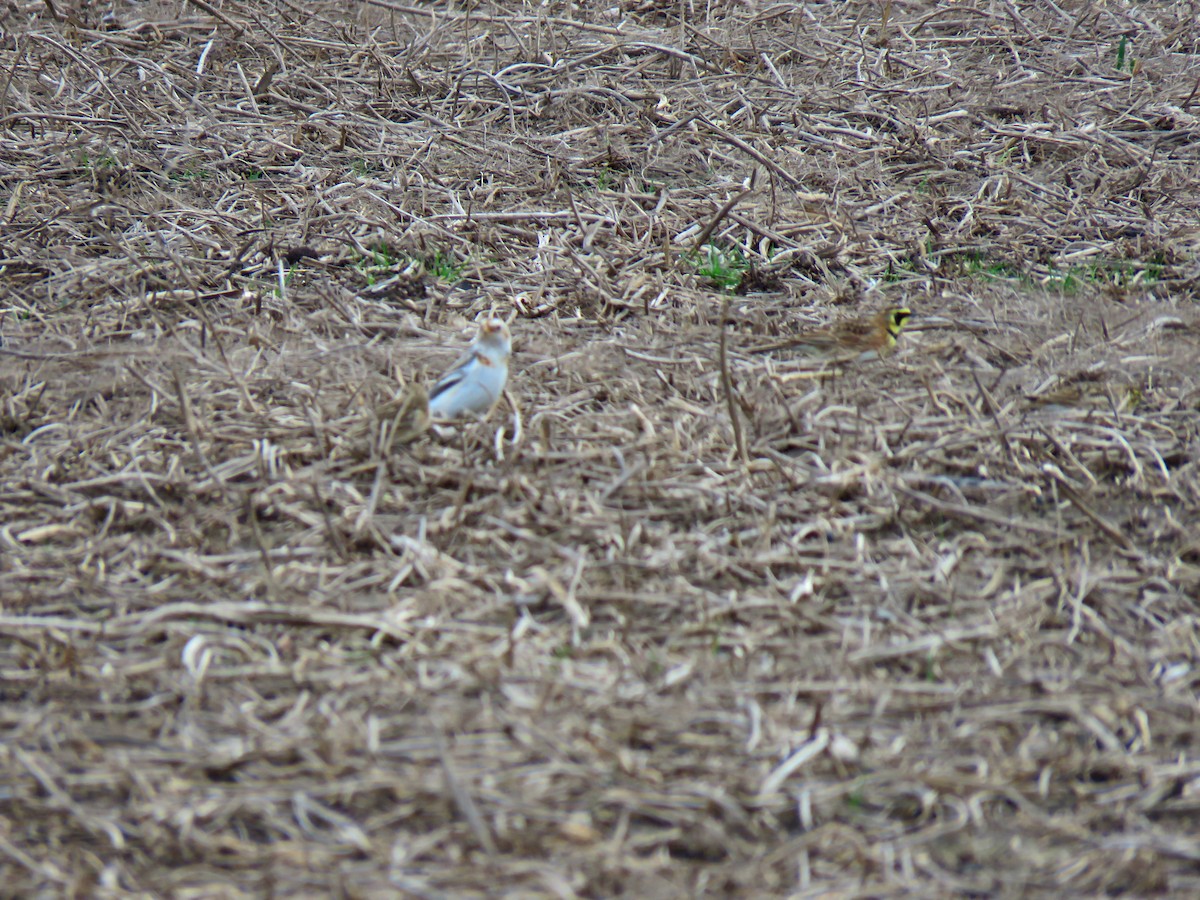 Snow Bunting - Anonymous