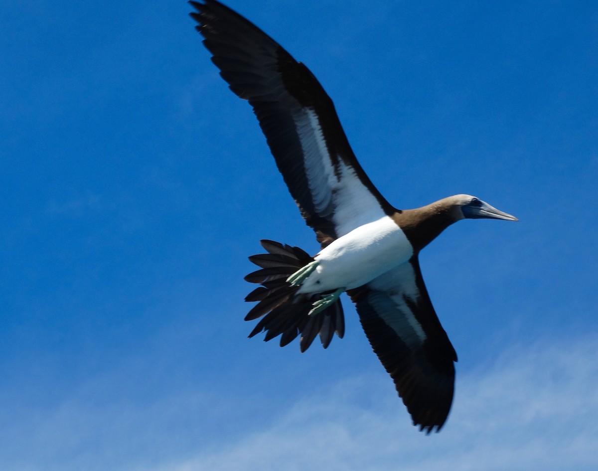 Brown Booby - Larry Waddell