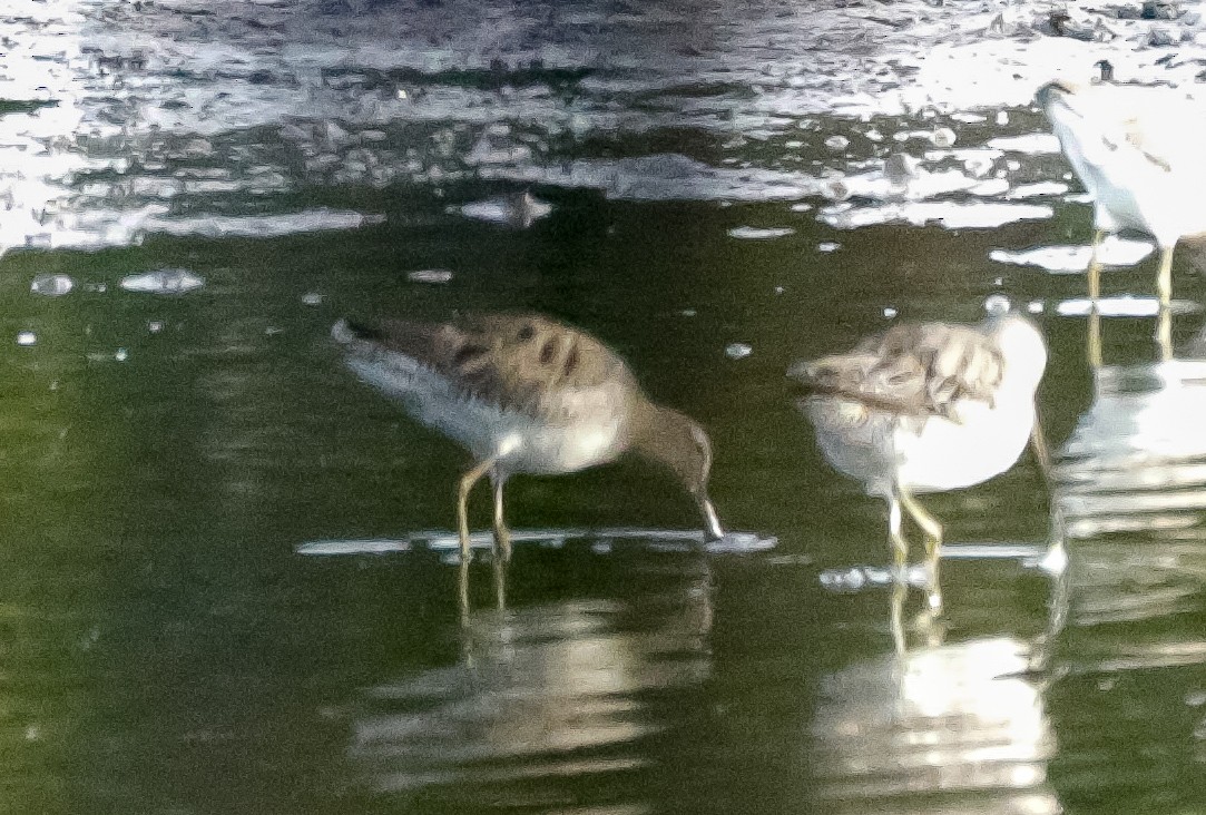 Long-billed Dowitcher - ML146579461