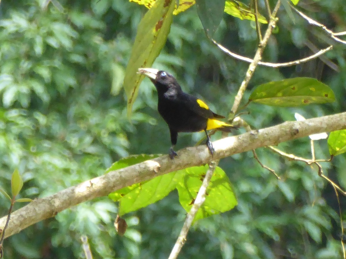 Yellow-rumped Cacique - ML146579521