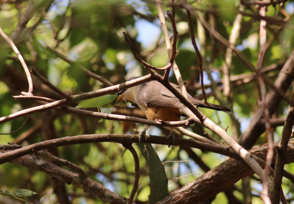 Mangrove Cuckoo - Émile Brisson-Curadeau