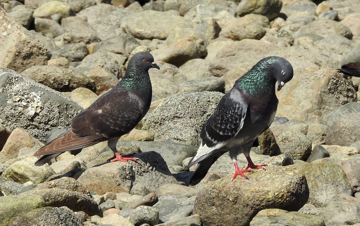 Rock Pigeon (Feral Pigeon) - ML146584631