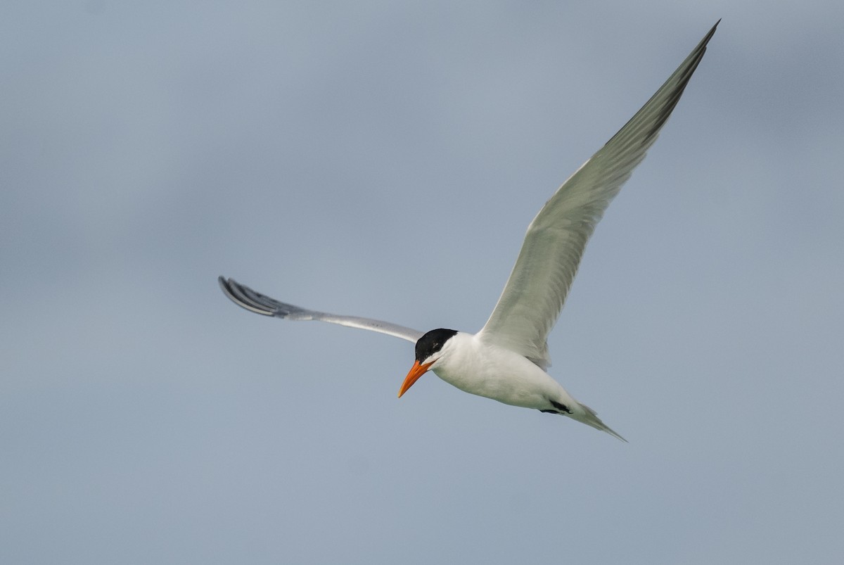 Royal Tern - Markus Craig
