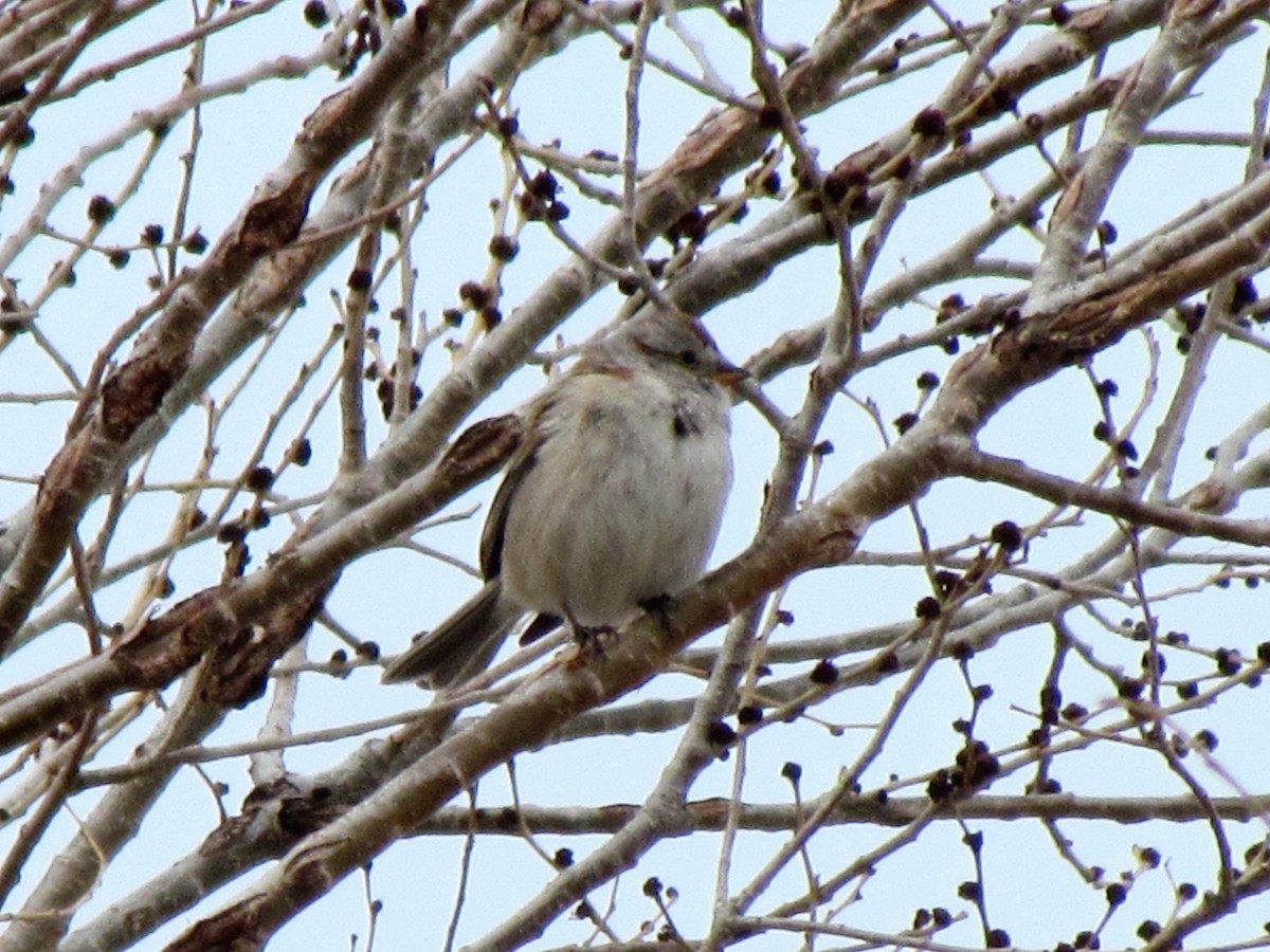 American Tree Sparrow - Tanja Britton