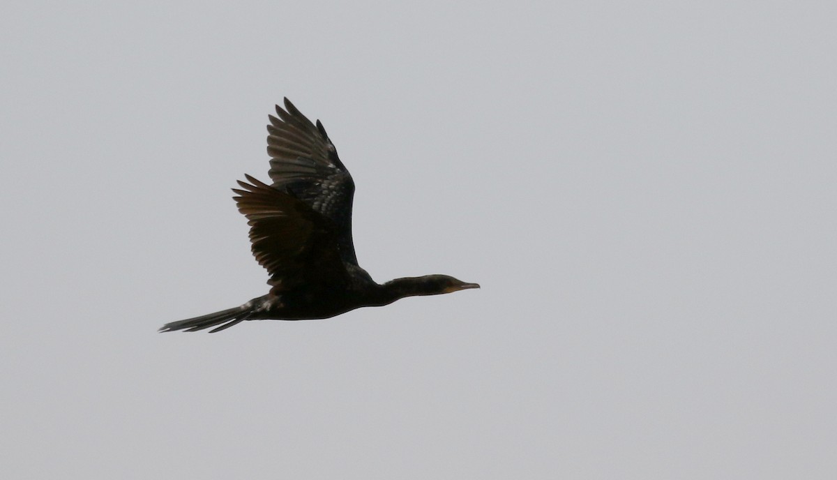 Long-tailed Cormorant - ML146589091