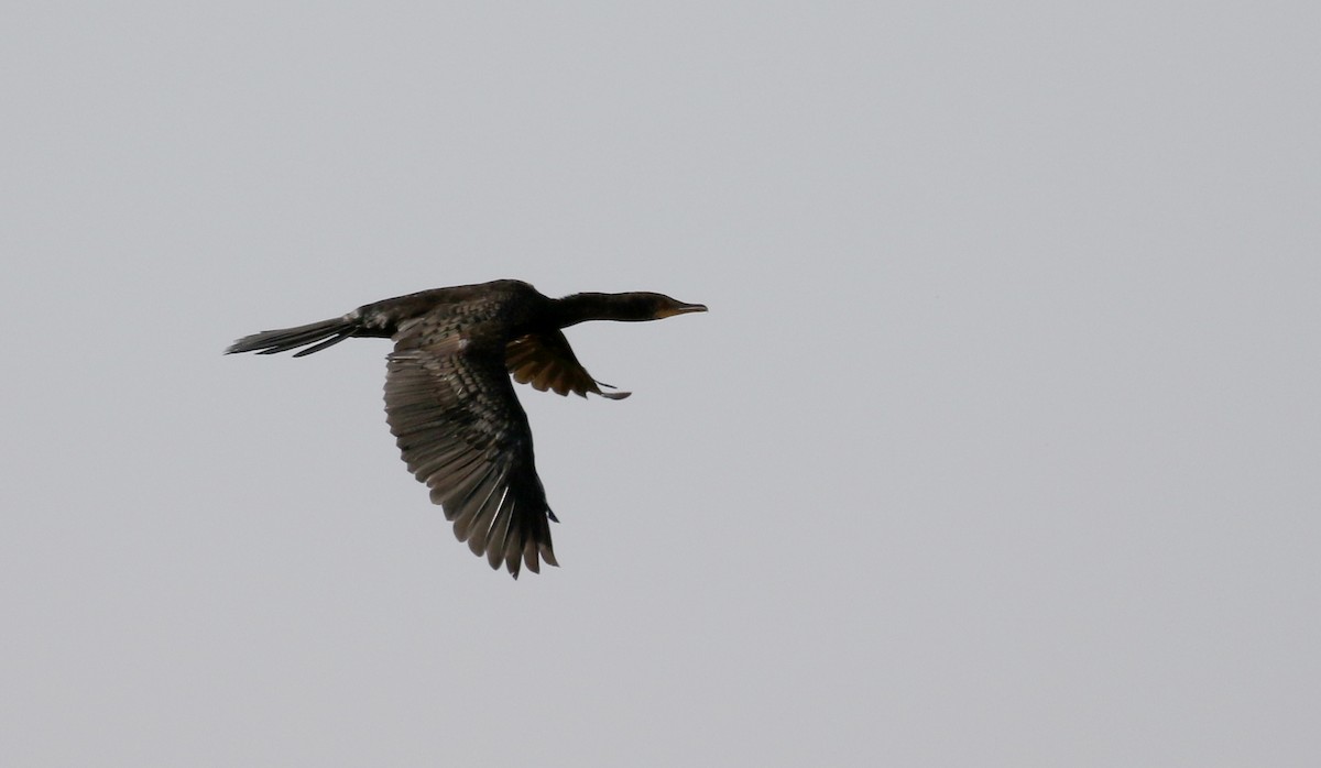 Long-tailed Cormorant - ML146589111