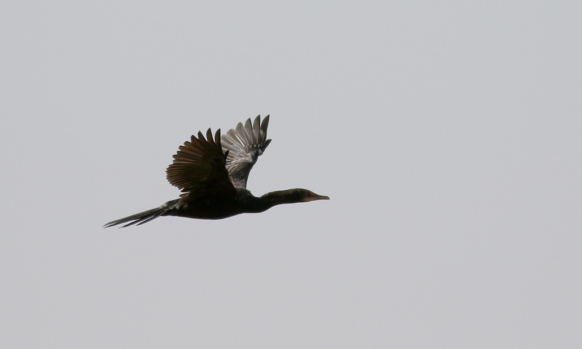 Long-tailed Cormorant - ML146589121