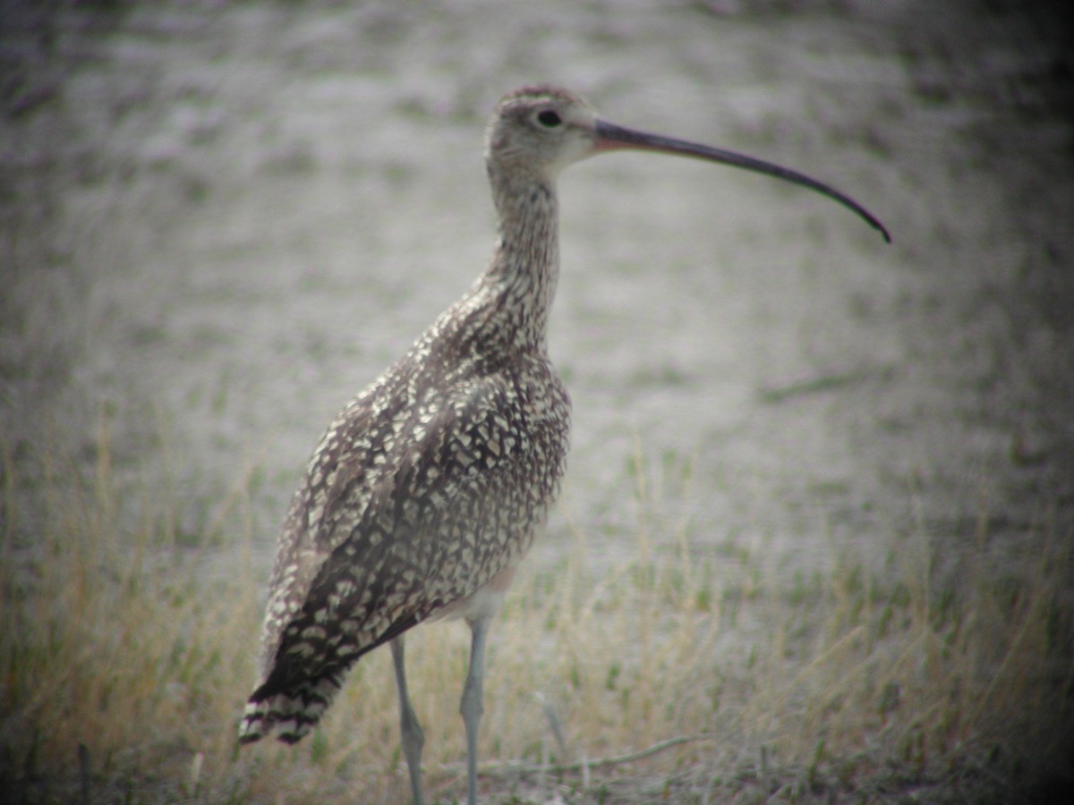 Long-billed Curlew - ML146590861