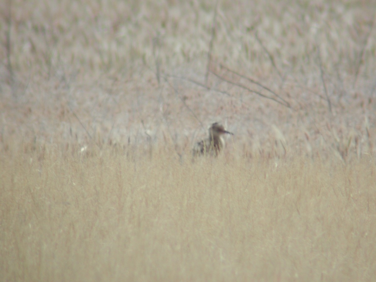 Long-billed Curlew - ML146590881