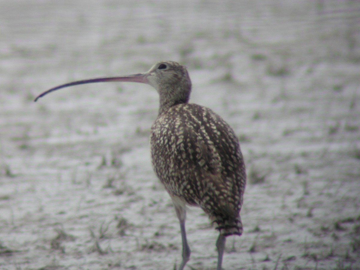 Long-billed Curlew - ML146590901