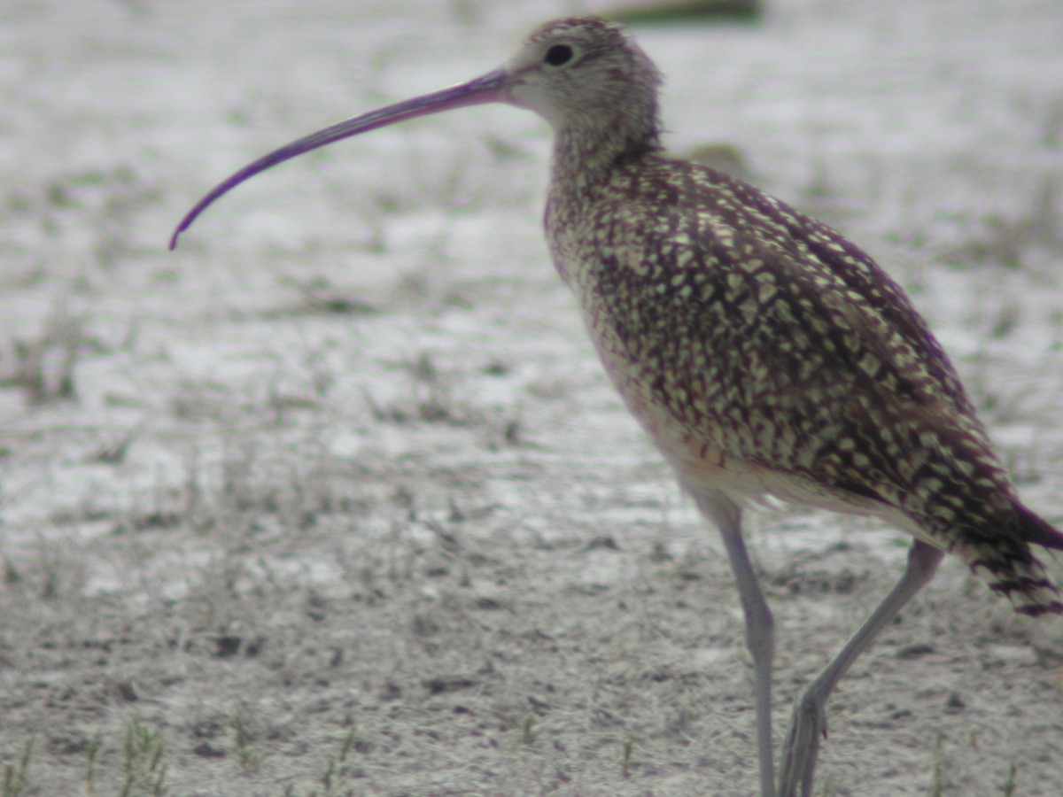 Long-billed Curlew - ML146590961
