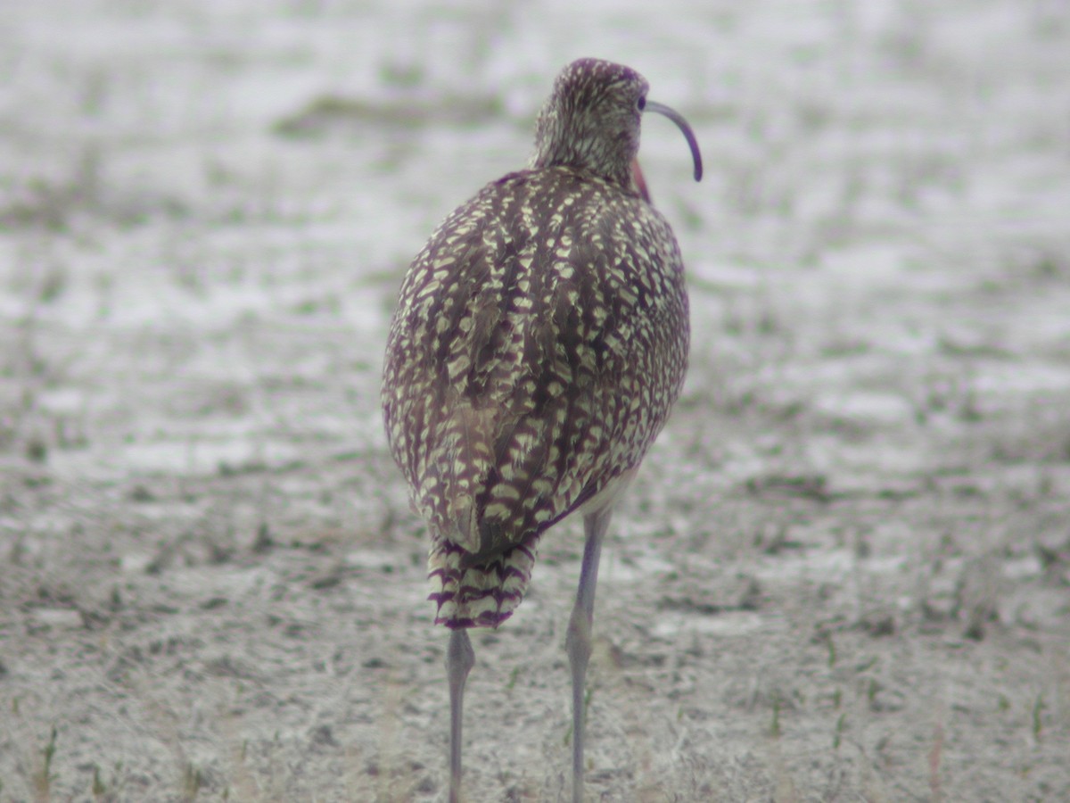 Long-billed Curlew - ML146591031