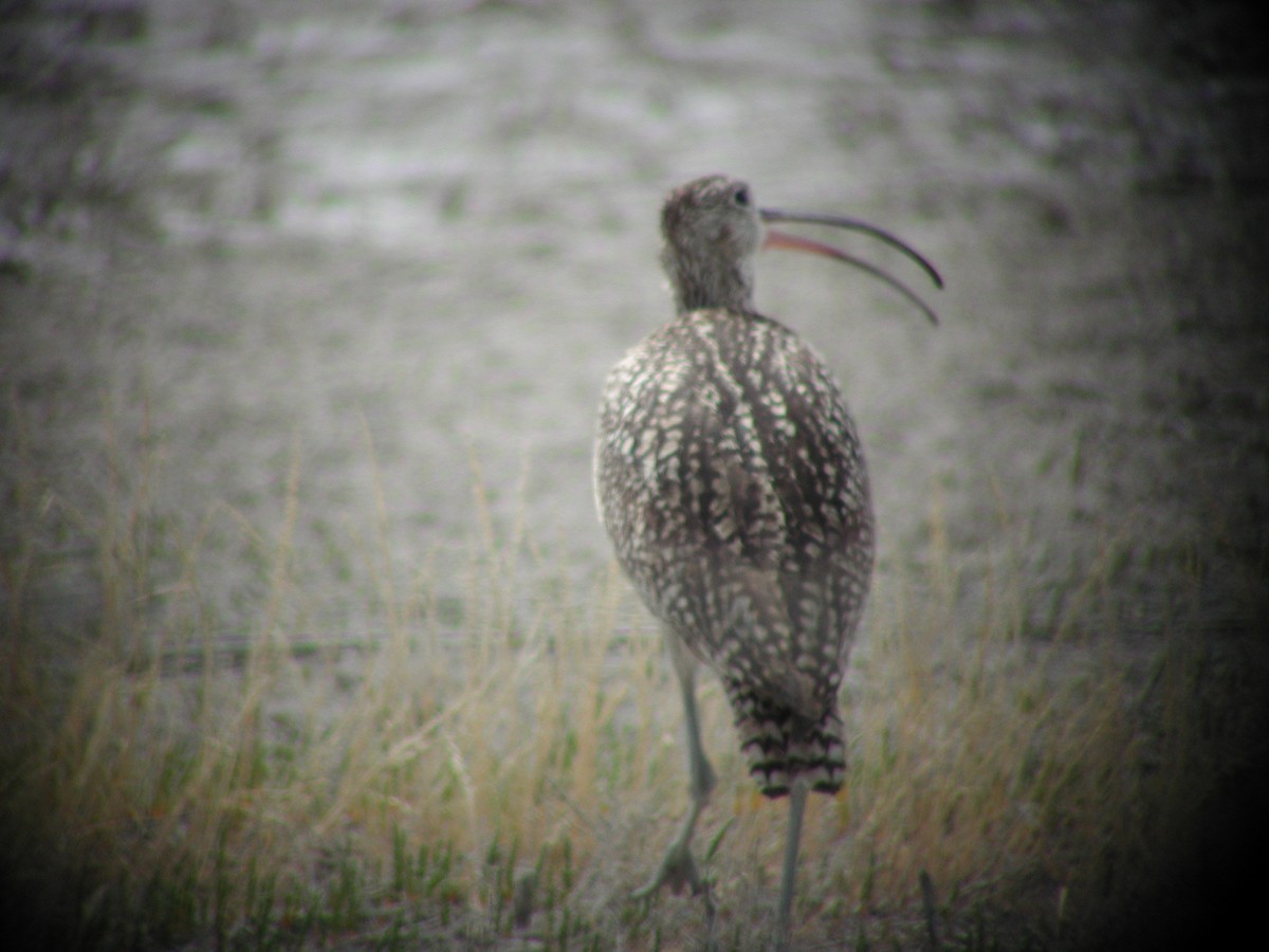 Long-billed Curlew - ML146591121
