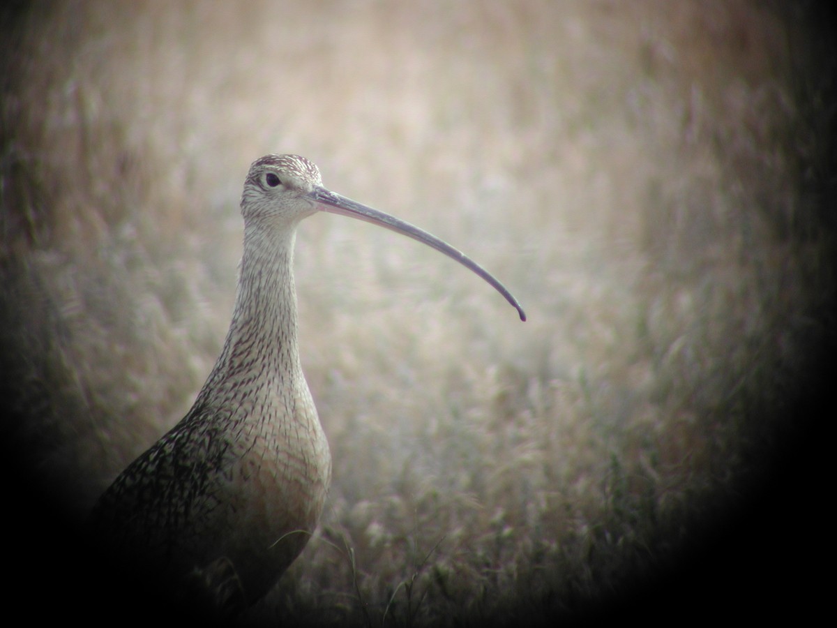 Long-billed Curlew - ML146591171