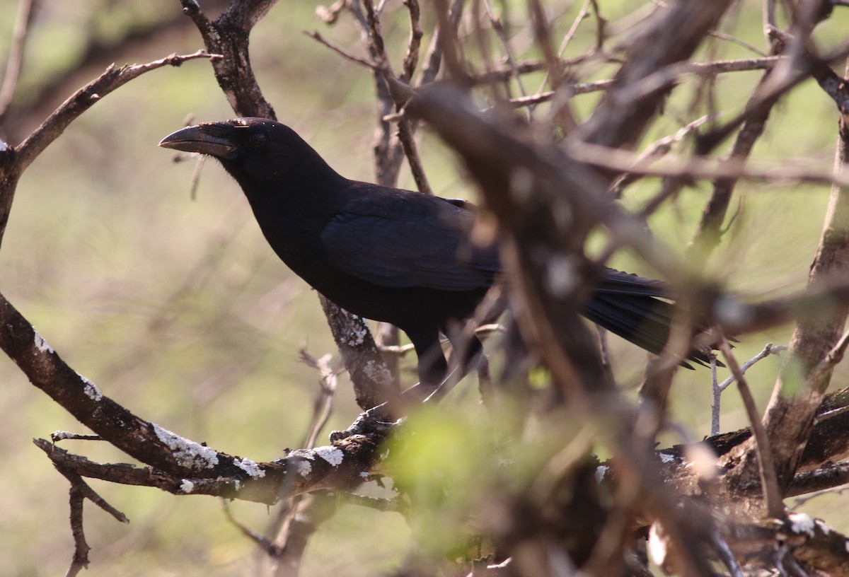 Hispaniolan Palm-Crow - Émile Brisson-Curadeau