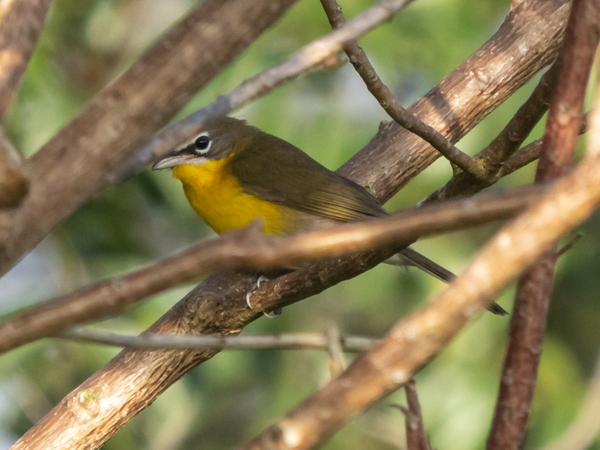 Yellow-breasted Chat - Jules Gobeil