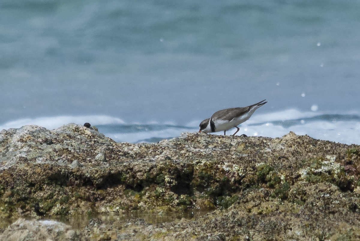 Semipalmated Plover - ML146592201