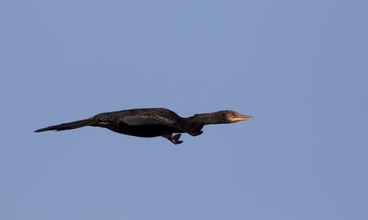 Long-tailed Cormorant - ML146593031
