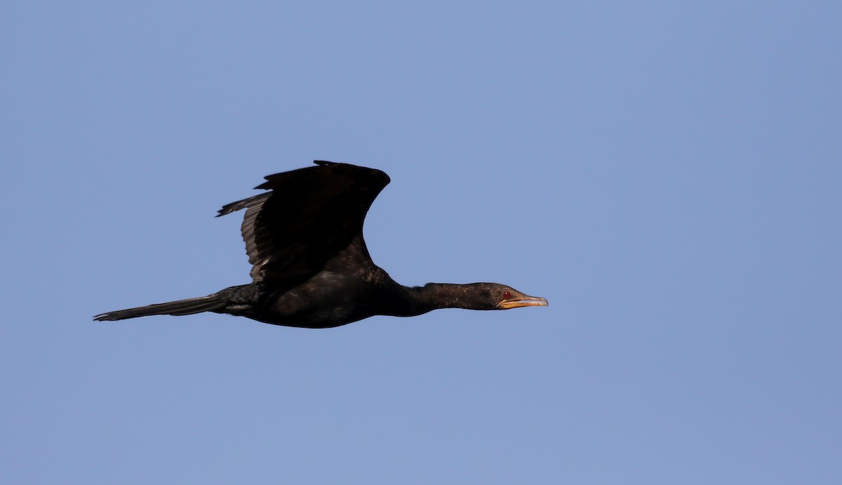 Long-tailed Cormorant - ML146593091