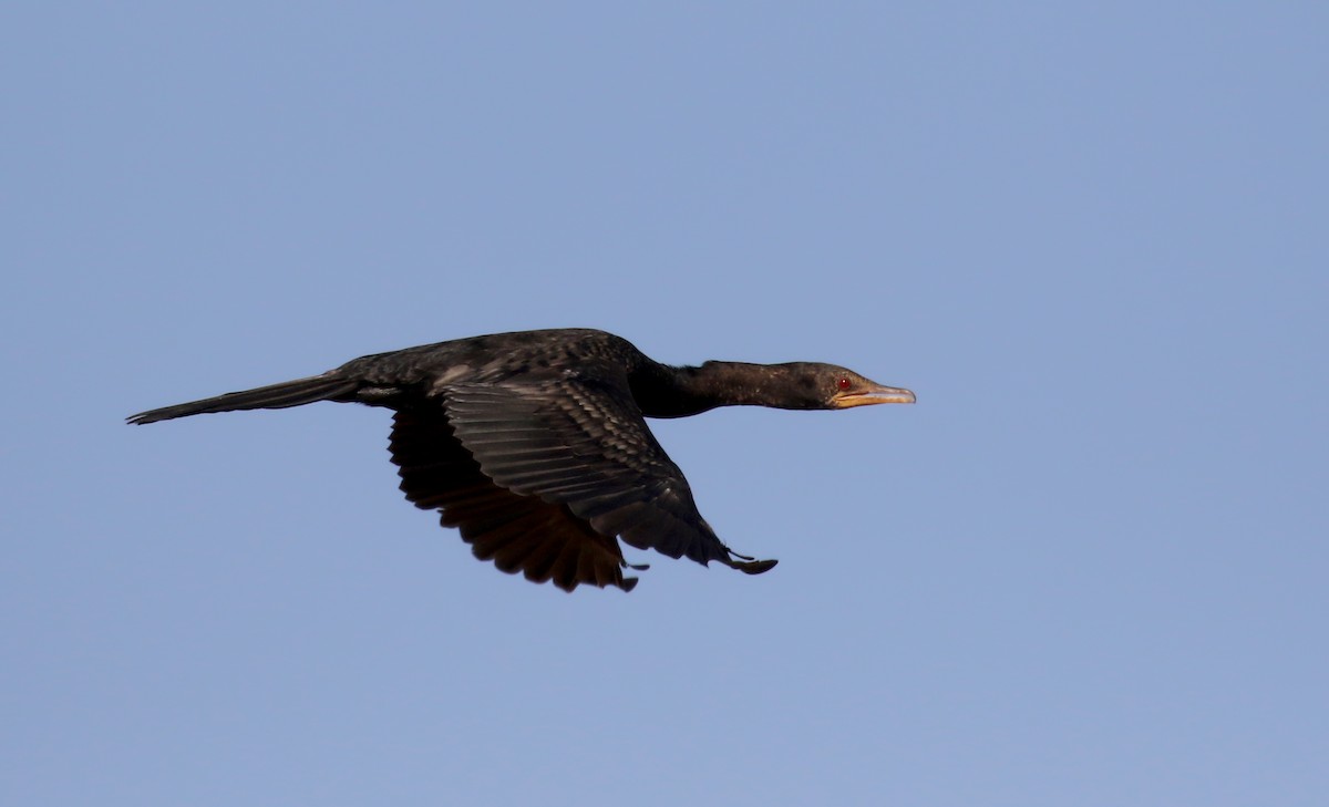 Long-tailed Cormorant - ML146593121