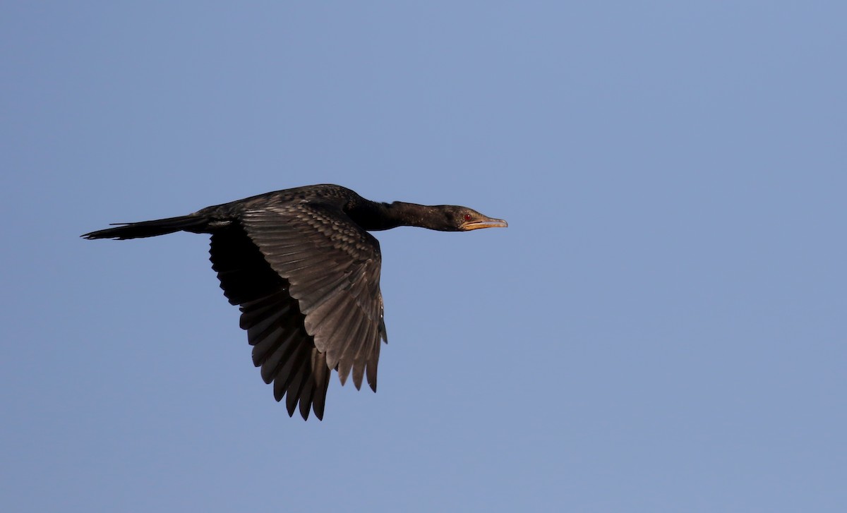 Long-tailed Cormorant - ML146593171