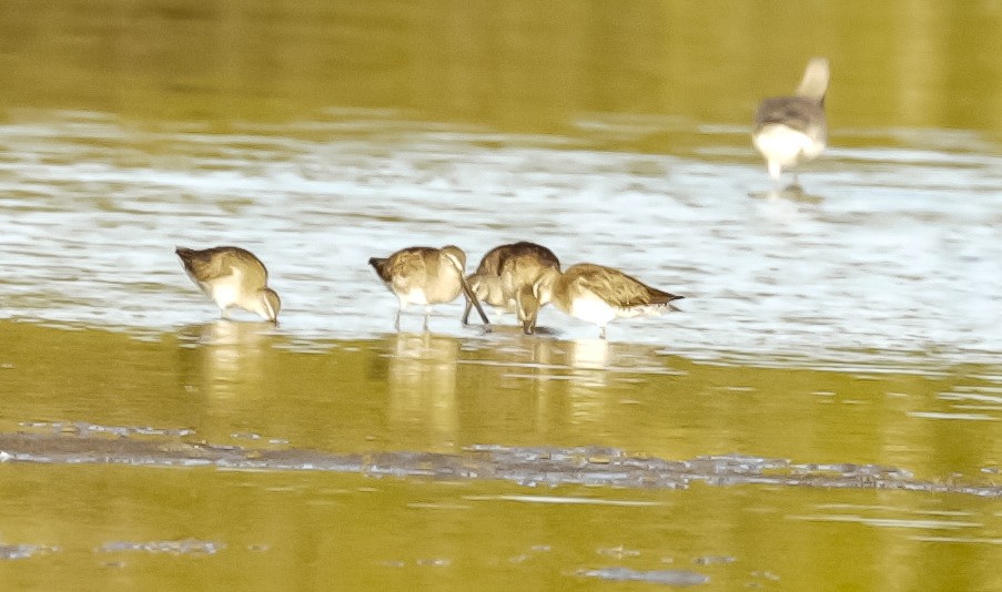 Long-billed Dowitcher - ML146593581