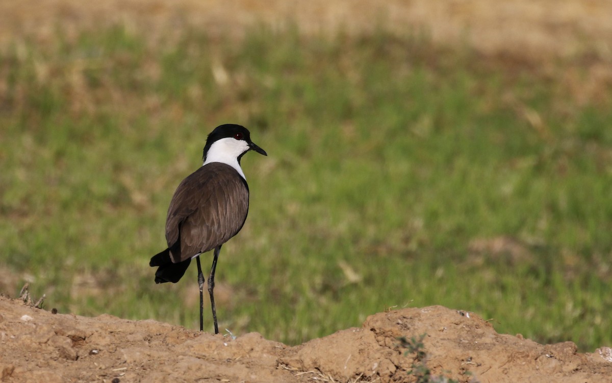 Spur-winged Lapwing - Jay McGowan