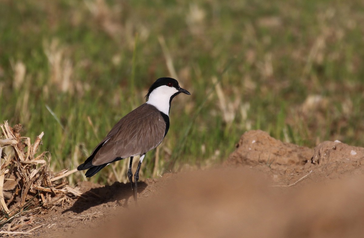 Spur-winged Lapwing - ML146593891