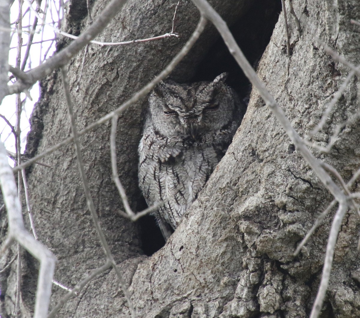 Western Screech-Owl - Millie and Peter Thomas