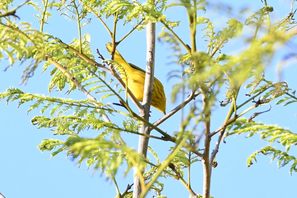 Yellow Warbler - Barry Blust