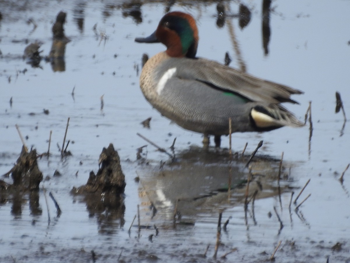 Green-winged Teal - ML146595471