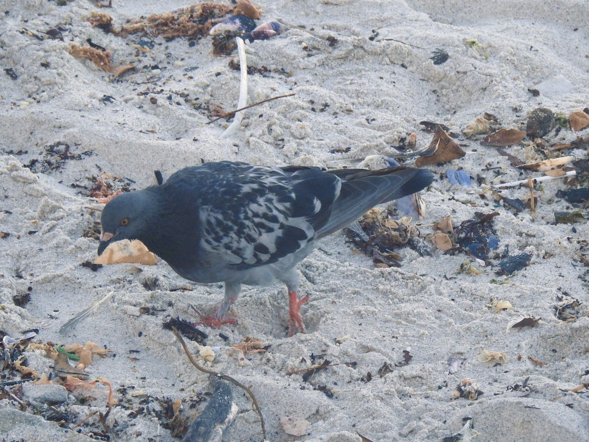 Rock Pigeon (Feral Pigeon) - bob butler