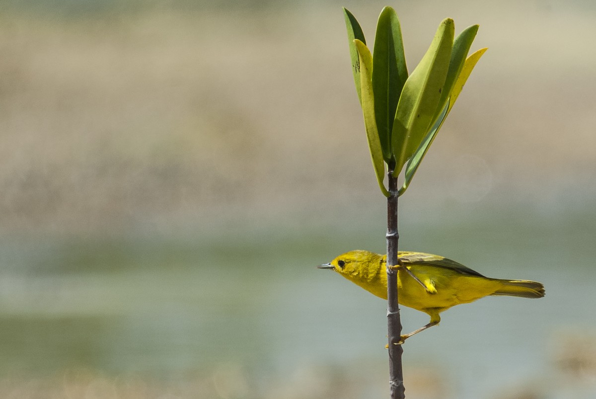Yellow Warbler (Golden) - Markus Craig