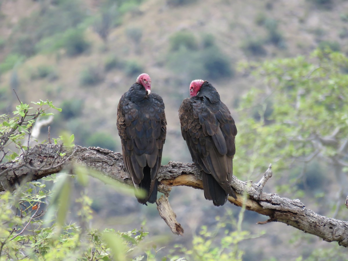 Turkey Vulture - Manuel Roncal https://avesdecajamarca.blogspot.com