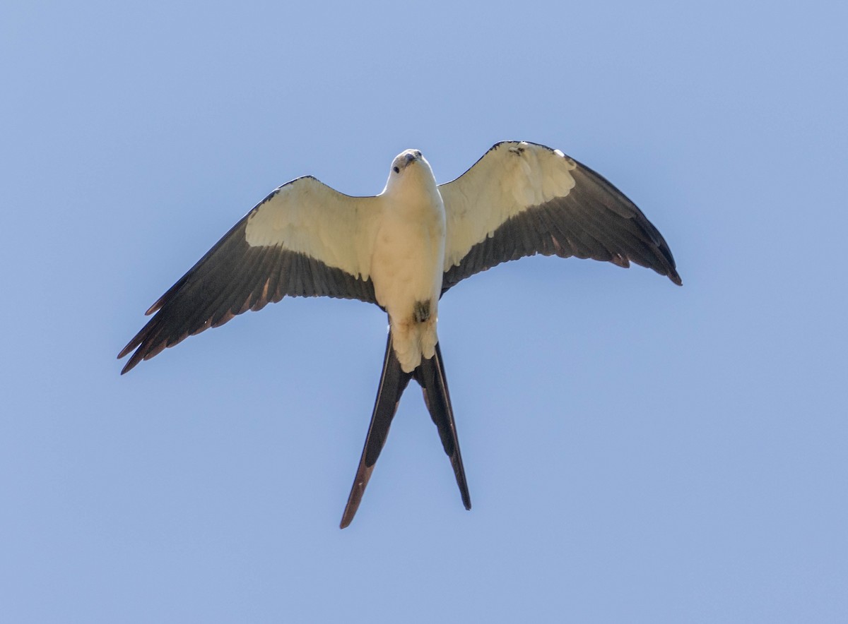 Swallow-tailed Kite - Robert Bochenek