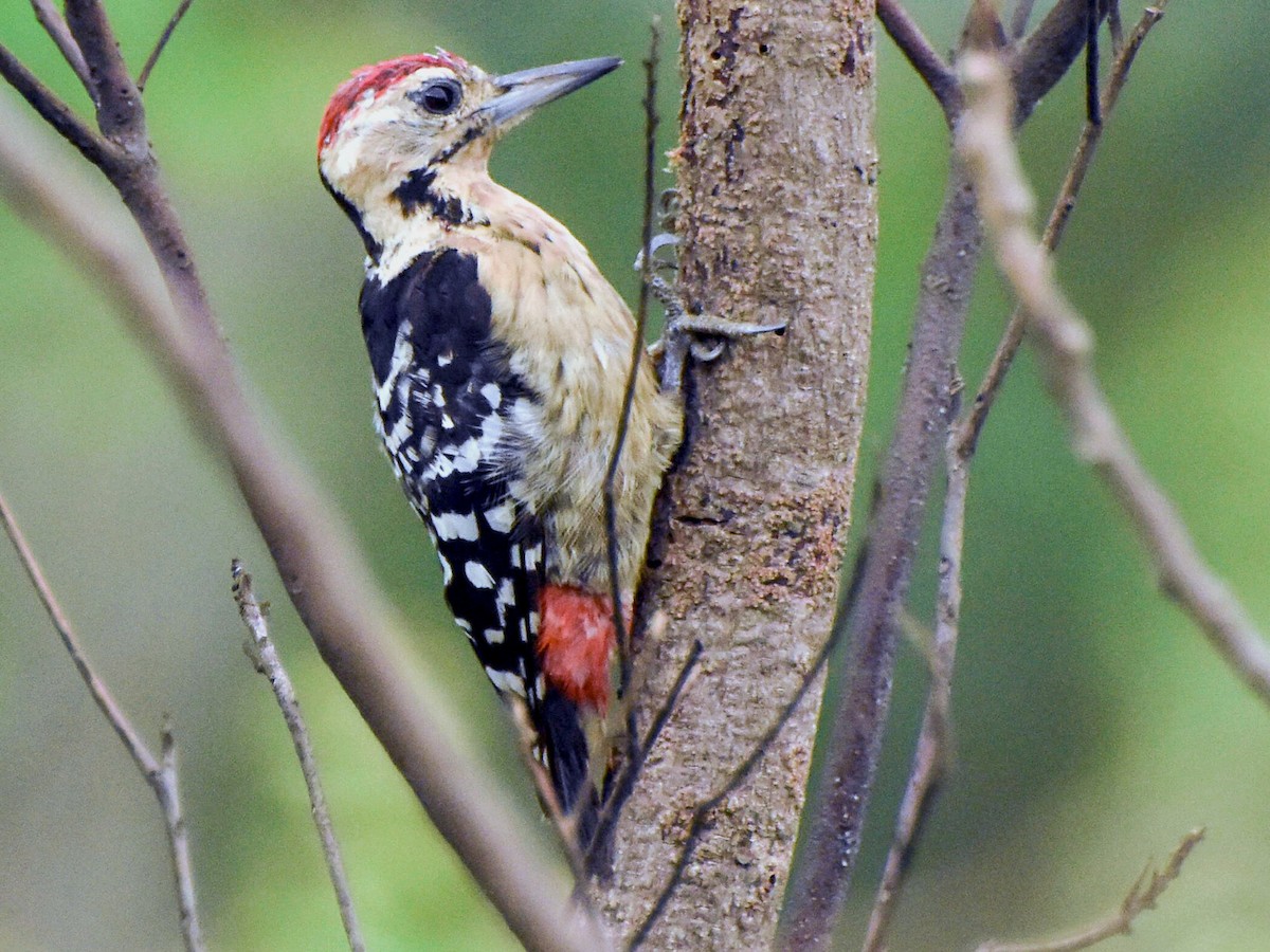 Fulvous-breasted Woodpecker - Dendrocopos macei - Birds of the World