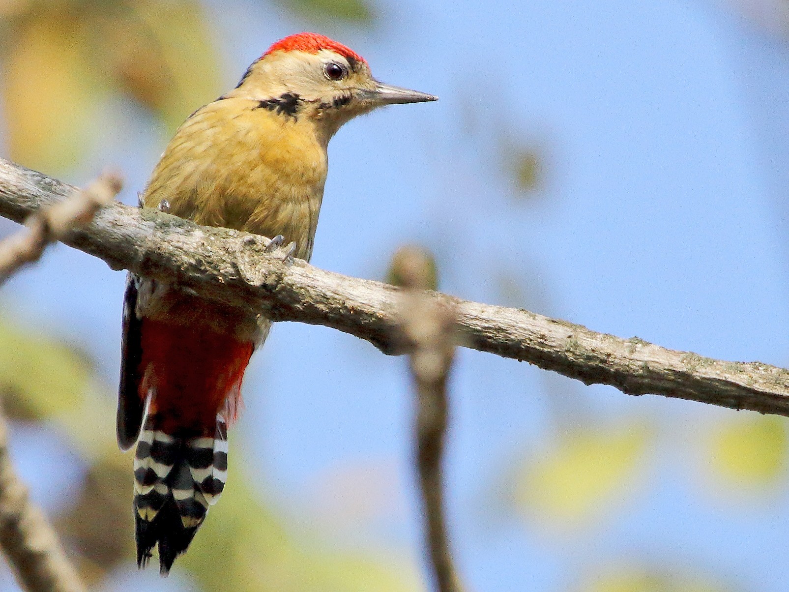 Fulvous-breasted Woodpecker - Rohit Gupta