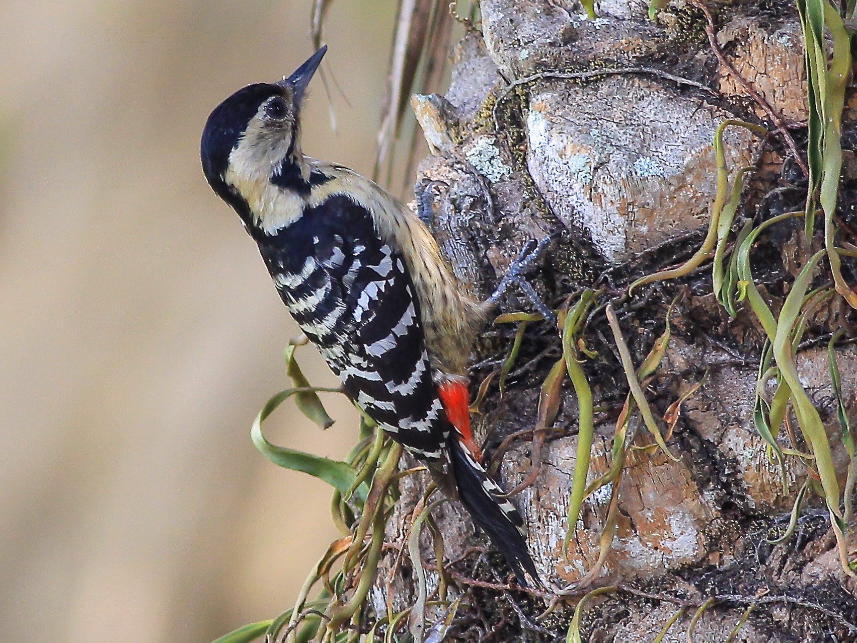 Fulvous-breasted Woodpecker - Stefan  Hirsch
