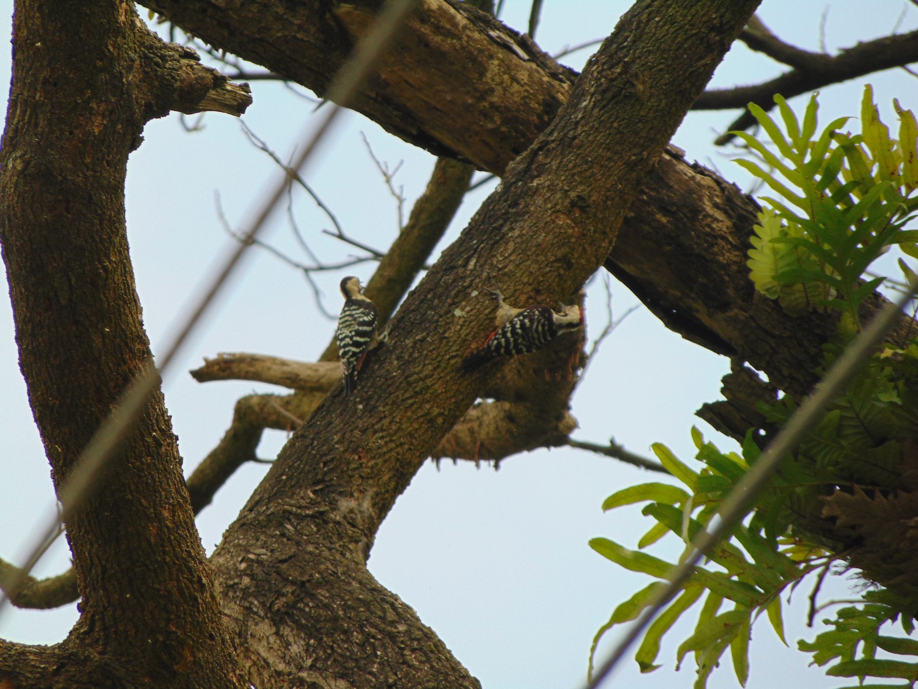 Fulvous-breasted Woodpecker - Leons Mathew Abraham