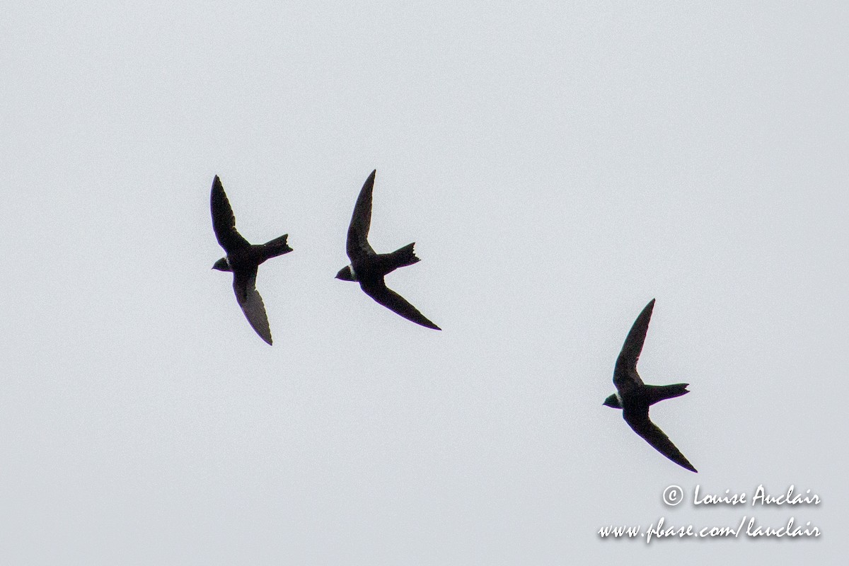 White-collared Swift - Louise Auclair
