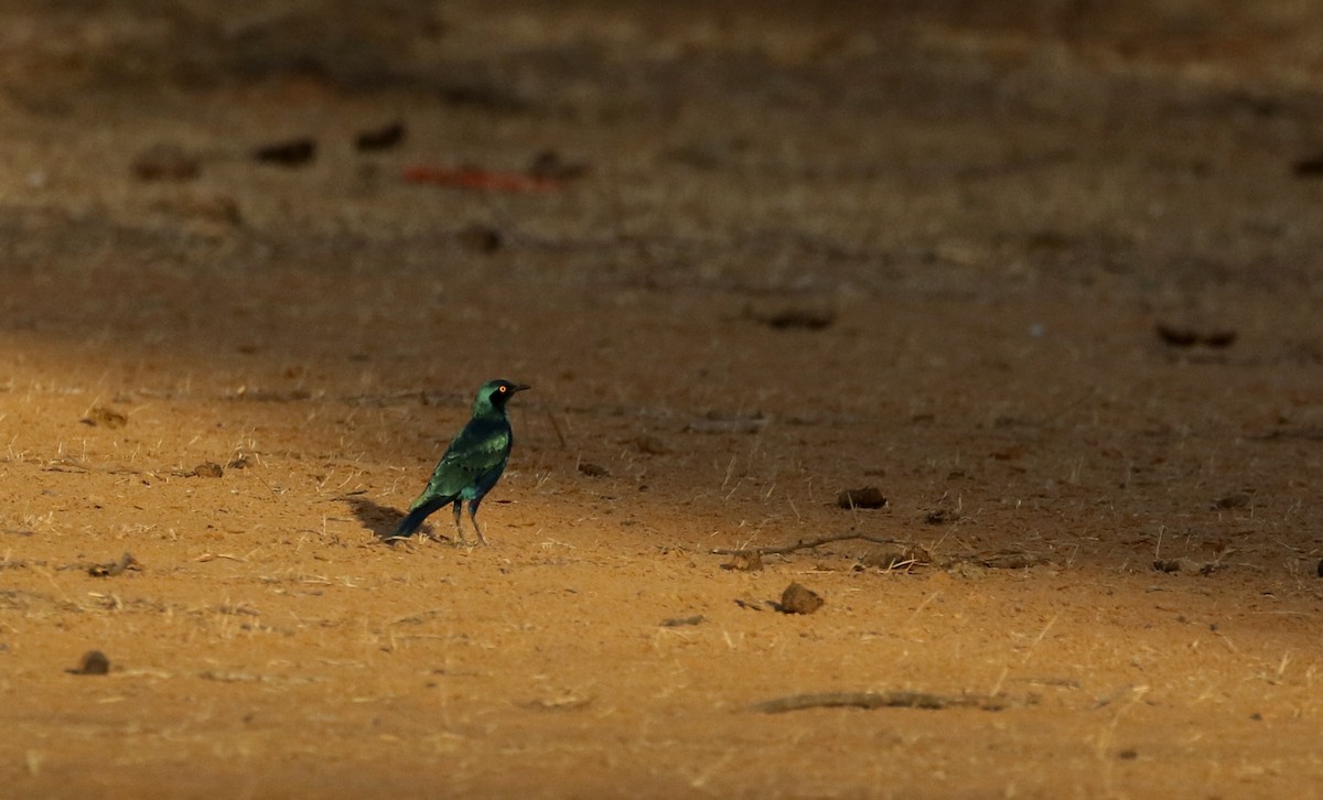 Greater Blue-eared Starling - ML146598801