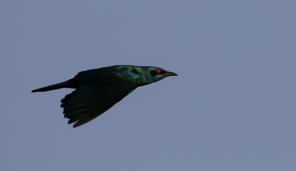 Greater Blue-eared Starling - Jay McGowan