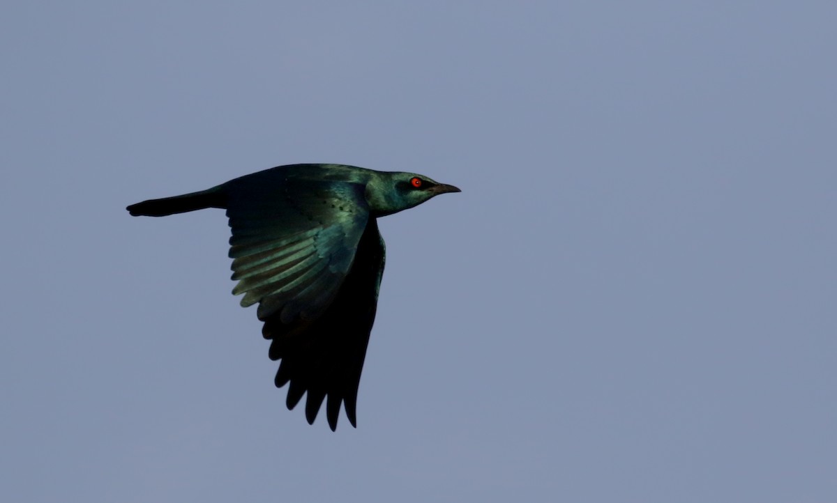 Greater Blue-eared Starling - ML146598921