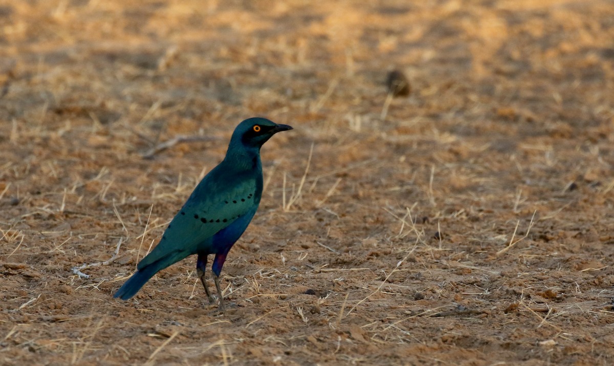 Greater Blue-eared Starling - ML146598971