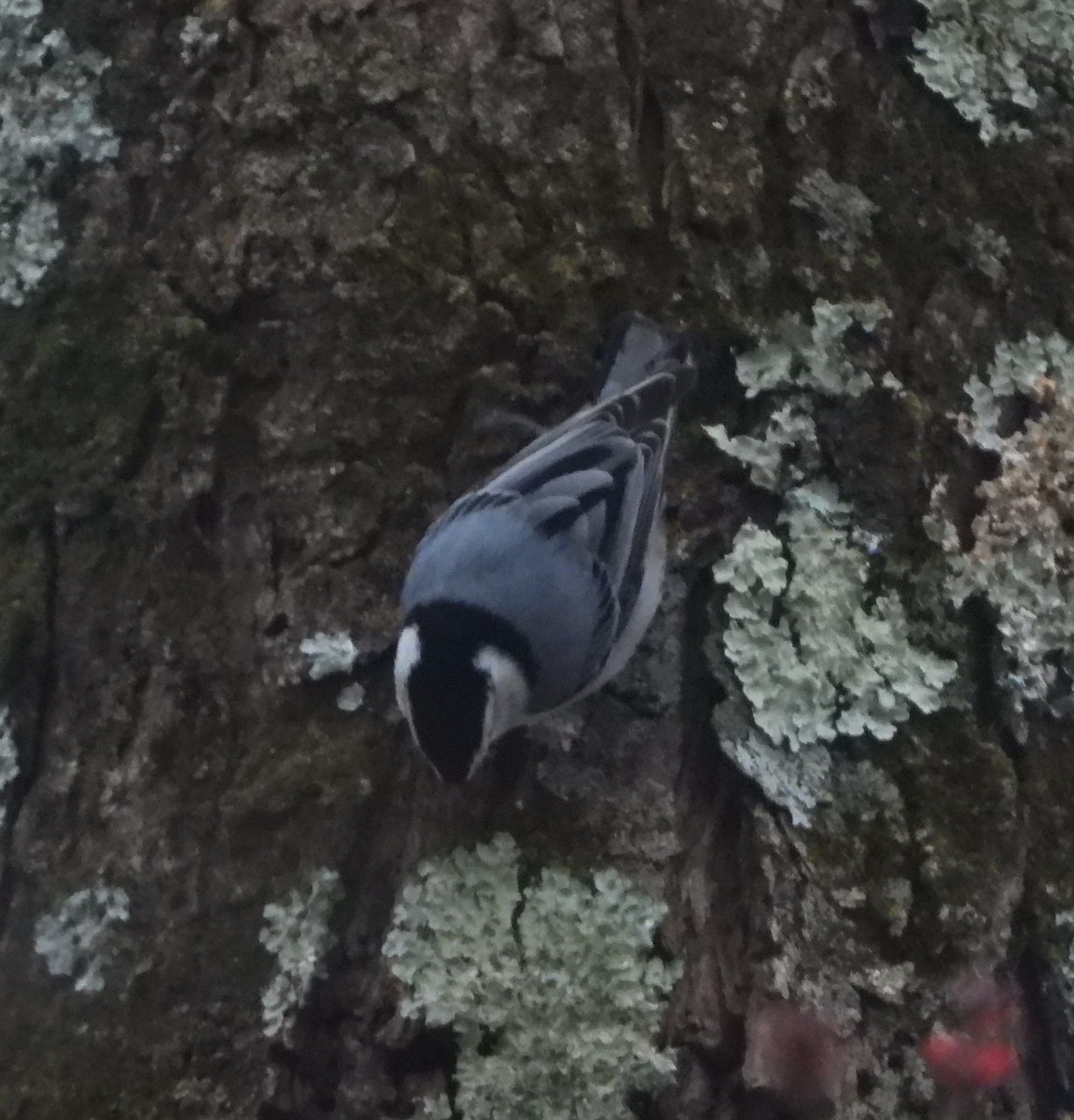 White-breasted Nuthatch - ML146600191
