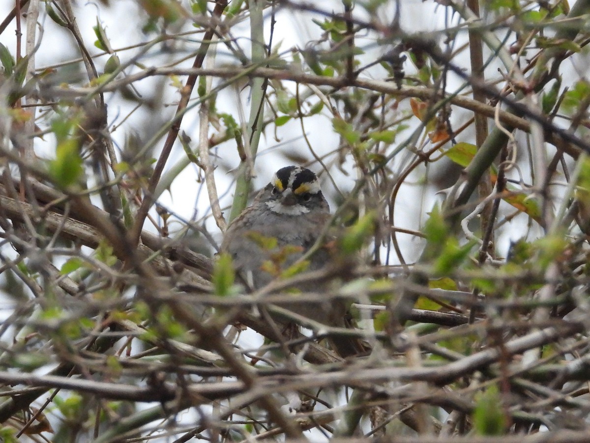White-throated Sparrow - ML146600681