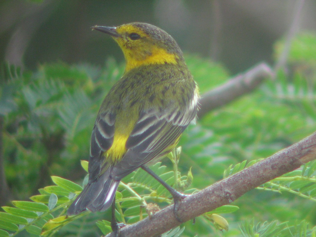 Cape May Warbler - Kerry Ross